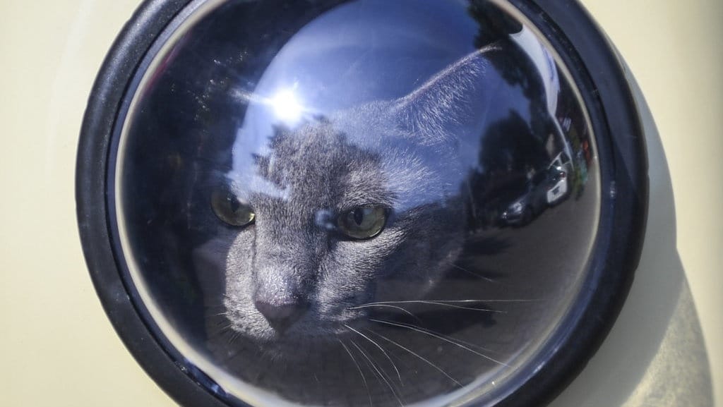 4 Cara Merawat Kucing Agar Sehat dan Terbebas Rabies