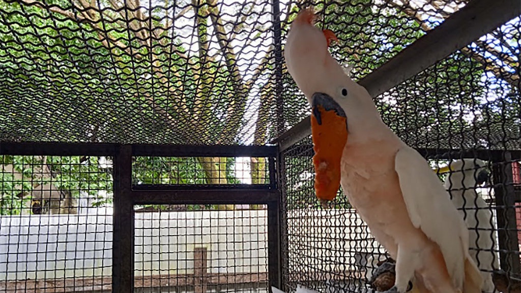 Pintu Gelap, Jalur Penyelundupan Satwa Endemik Pintu Gelap, Jalur Penyelundupan Satwa Endemik