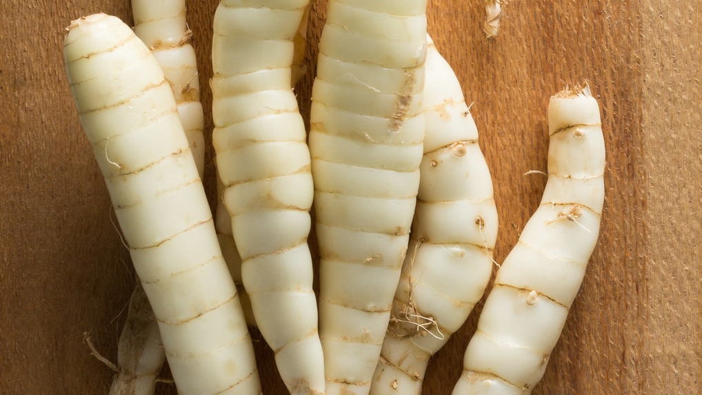 Mengenal Umbi Garut: Alternatif Pangan hingga Kosmetik Mengenal Umbi Garut: Alternatif Pangan hingga Kosmetik