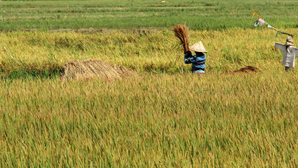 Rencana Impor Beras, HKTI: Petani Pasti Keberatan Rencana Impor Beras, HKTI: Petani Pasti Keberatan
