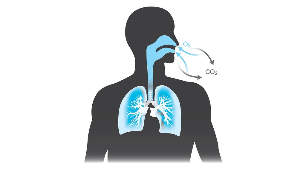 Ketahui Fungsi Alveolus dalam Mengambil Oksigen & Melepas CO2 Ketahui Fungsi Alveolus dalam Mengambil Oksigen & Melepas CO2