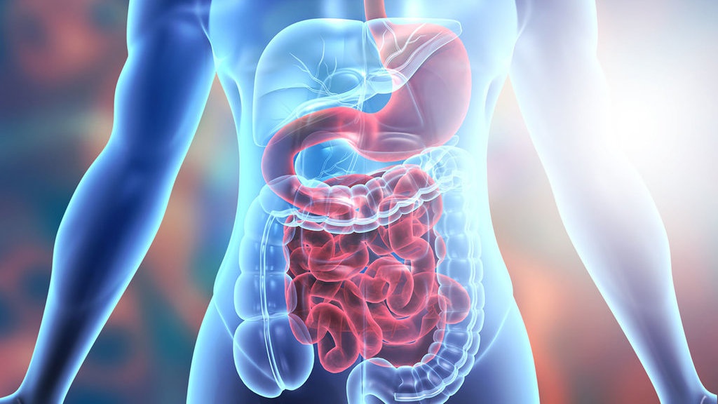 Struktur Anatomi Sistem Pencernaan pada Manusia dan Fungsinya