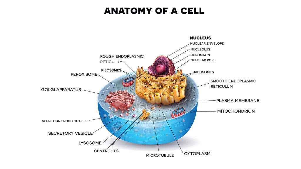 Perbedaan Transpor Aktif dan Pasif Beserta Contohnya