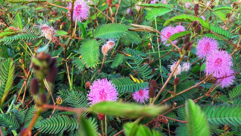 Manfaat Daun Putri Malu (Mimosa Pudica) dan Khasiatnya