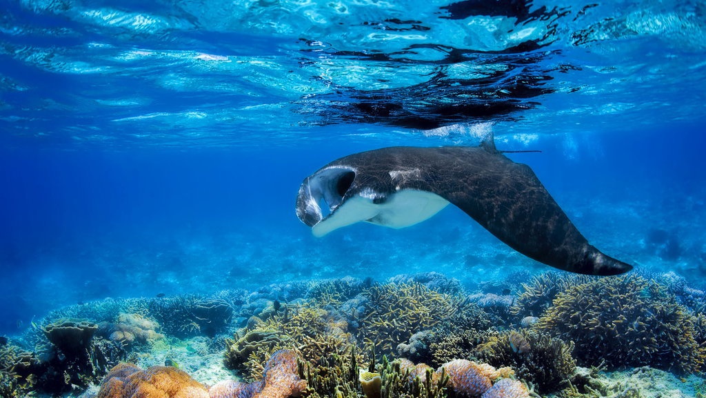 Berapa Perkiraan Biaya untuk Wisata ke Labuan Bajo? Berapa Perkiraan Biaya untuk Wisata ke Labuan Bajo?