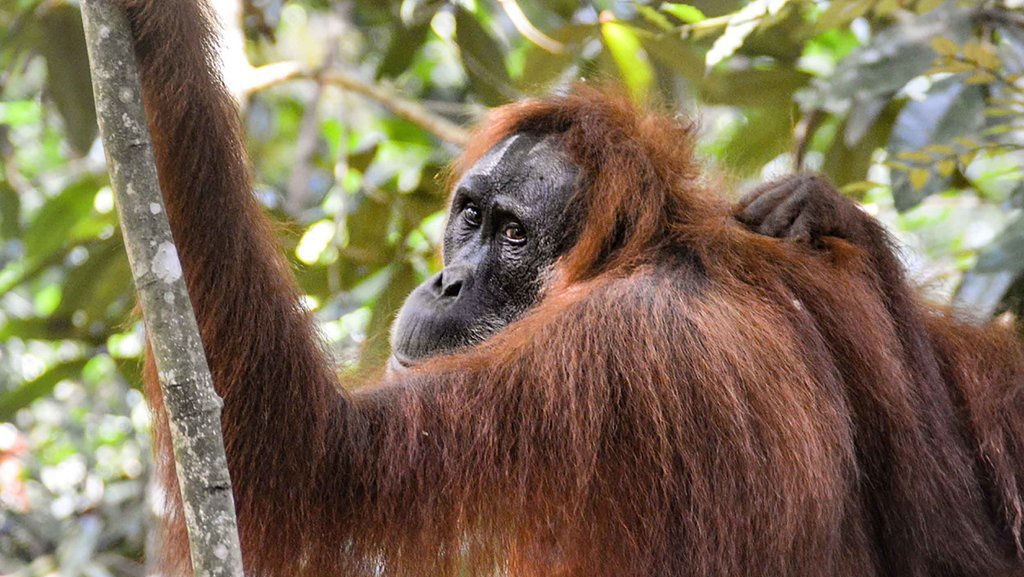 Fakta-Fakta Orang Utan Raksasa Viral di Kaltim, Benarkah? Fakta-Fakta Orang Utan Raksasa Viral di Kaltim, Benarkah?