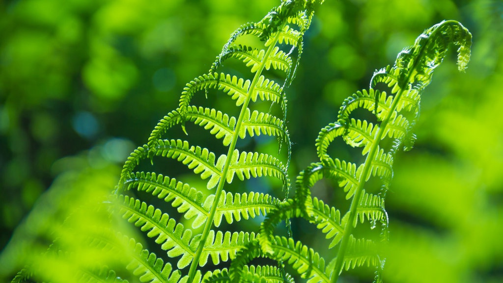 Mengenal Tumbuhan Paku dan Apa Saja Manfaatnya Mengenal Tumbuhan Paku dan Apa Saja Manfaatnya