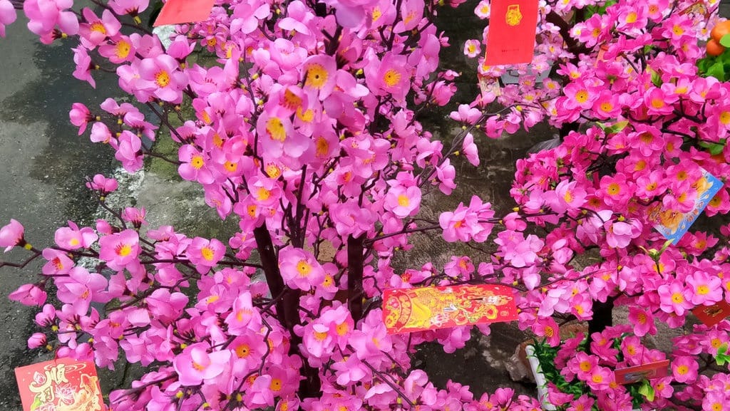 Arti Bunga Meihua Imlek & Mengapa Jadi Lambang Pembawa Harapan Arti Bunga Meihua Imlek & Mengapa Jadi Lambang Pembawa Harapan