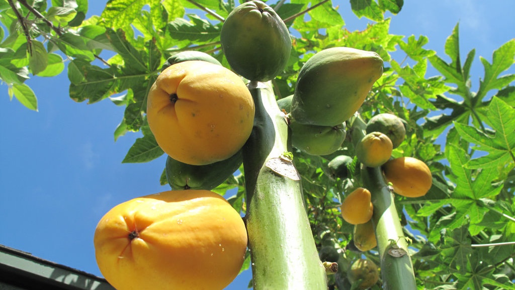 Cara Budidaya Pepaya California, Kandungan dan Manfaatnya