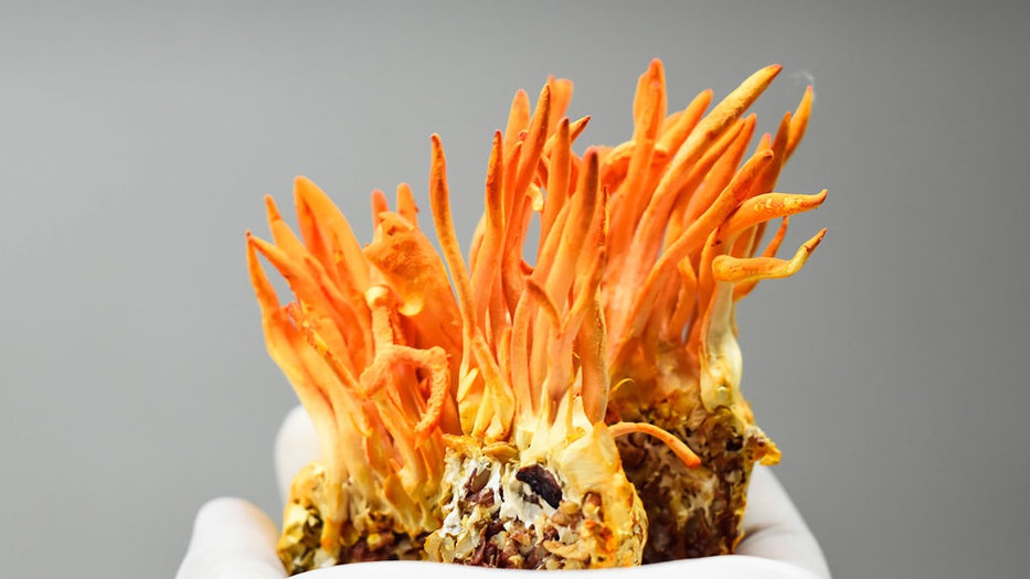 Sejarah Jamur Cordyceps untuk Pengobatan Tradisional