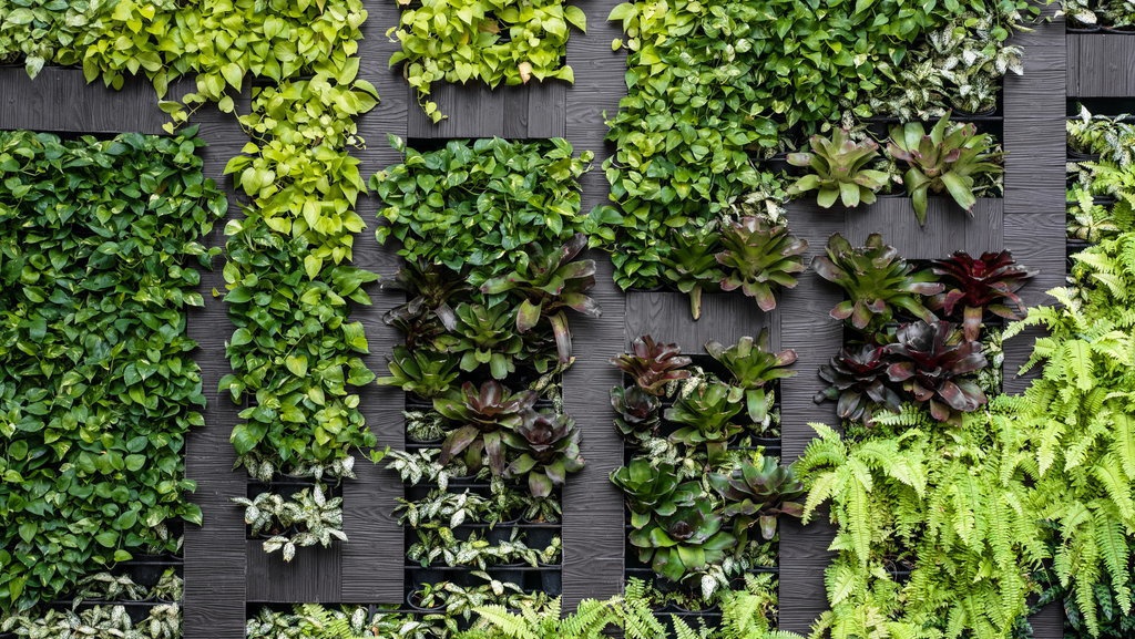 9 Jenis Tanaman Hias Gantung yang Cocok untuk Memperindah Rumah 9 Jenis Tanaman Hias Gantung yang Cocok untuk Memperindah Rumah