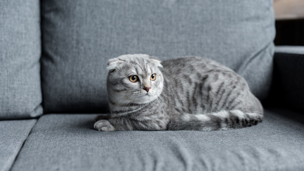 5 Cara Menghilangkan Bulu Hewan Peliharaan dari Sofa 5 Cara Menghilangkan Bulu Hewan Peliharaan dari Sofa