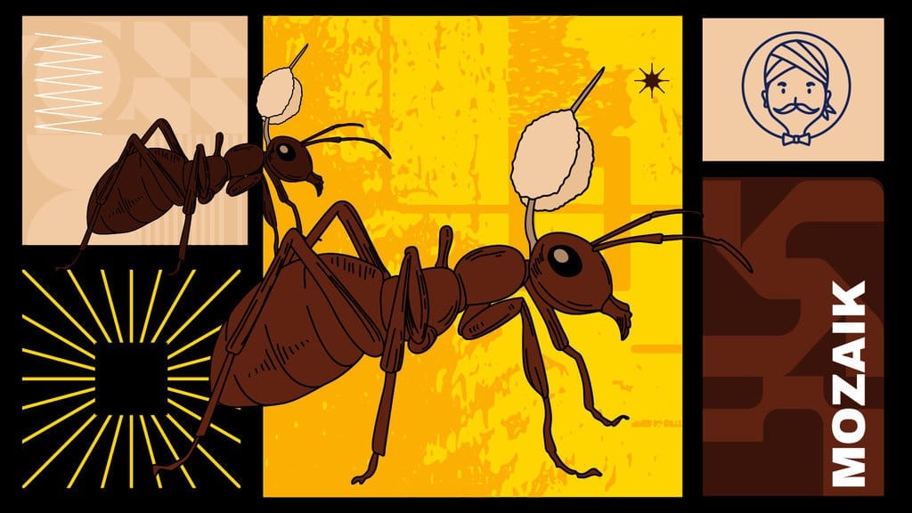 Menelusuri Jejak Jamur Zombi The Last of Us Menelusuri Jejak Jamur Zombi The Last of Us