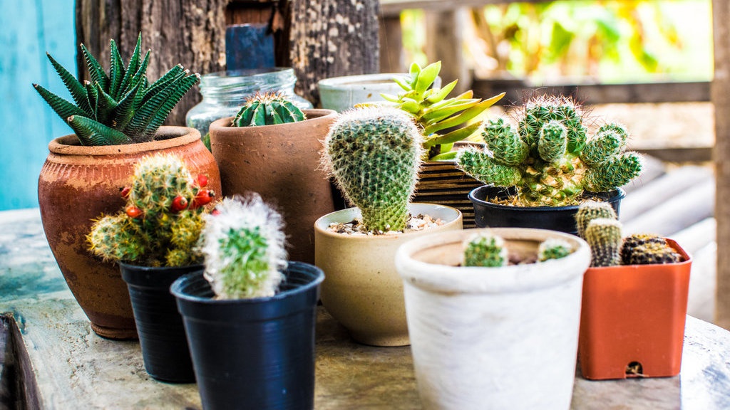 Tips Menanam Kaktus untuk Tanaman Hias di Rumah Tips Menanam Kaktus untuk Tanaman Hias di Rumah