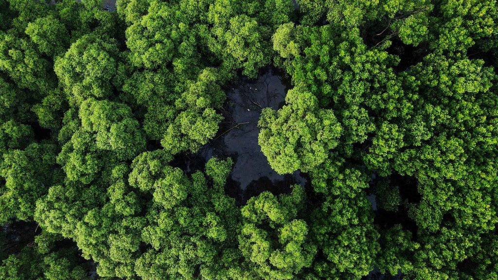 20 Soal Pertumbuhan dan Perkembangan Kelas 12 beserta Materinya 20 Soal Pertumbuhan dan Perkembangan Kelas 12 beserta Materinya