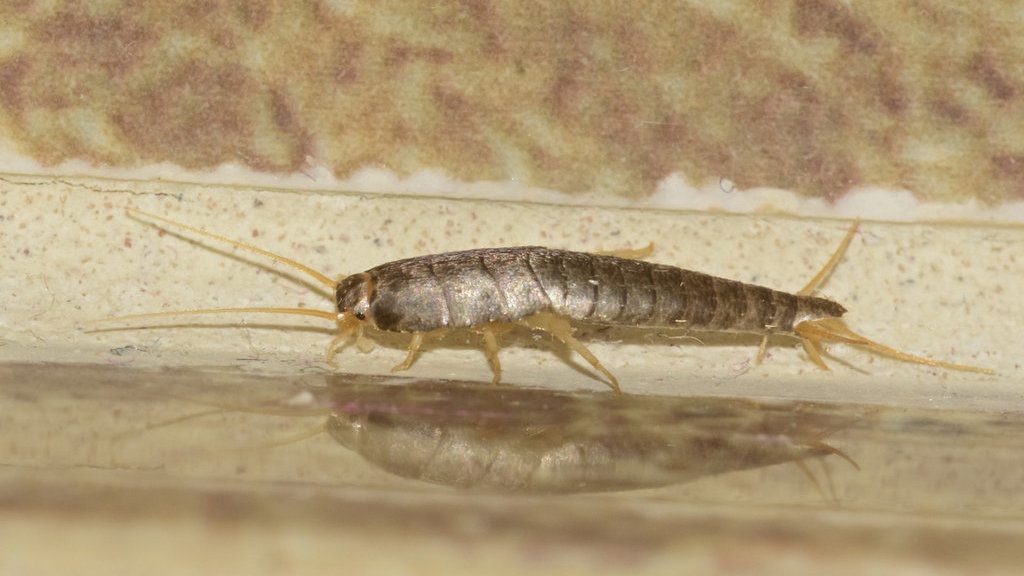 10 Cara Alami Membasmi Gegat di Rumah dan Tips Mencegahnya 10 Cara Alami Membasmi Gegat di Rumah dan Tips Mencegahnya