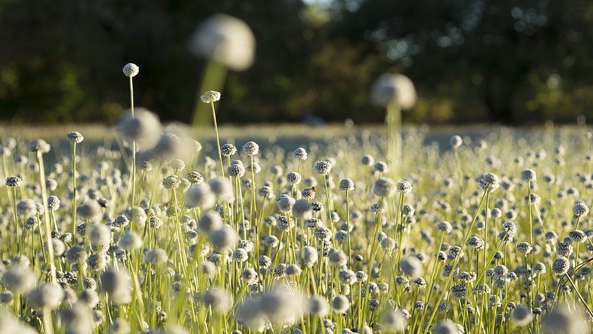 Benarkah Habitat Edelweis Rawa Hanya di Dua Negara di Dunia?