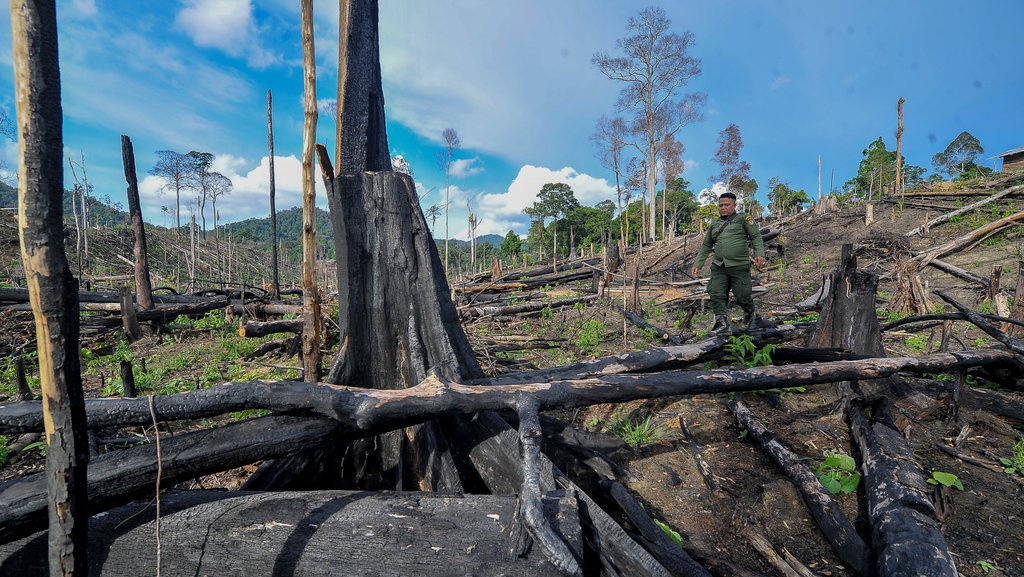 Contoh In Situ dan Ex Situ dalam Pelestarian Flora dan Fauna Contoh In Situ dan Ex Situ dalam Pelestarian Flora dan Fauna