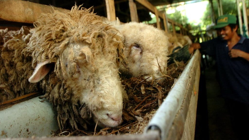 Biaya Dam Haji Terbaru Kemenag, Bolehkah Bayar di Indonesia?