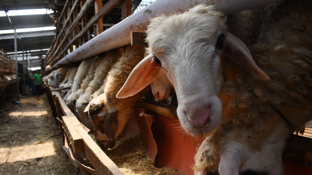 Hukum Makan Daging Kurban Sendiri dan Berapa Maksimalnya?