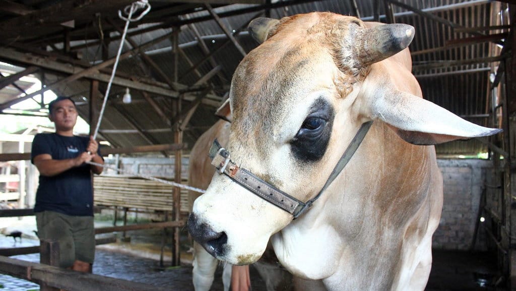 Manfaat Ibadah Kurban pada Hari Raya Idul Adha dan Dalilnya Manfaat Ibadah Kurban pada Hari Raya Idul Adha dan Dalilnya