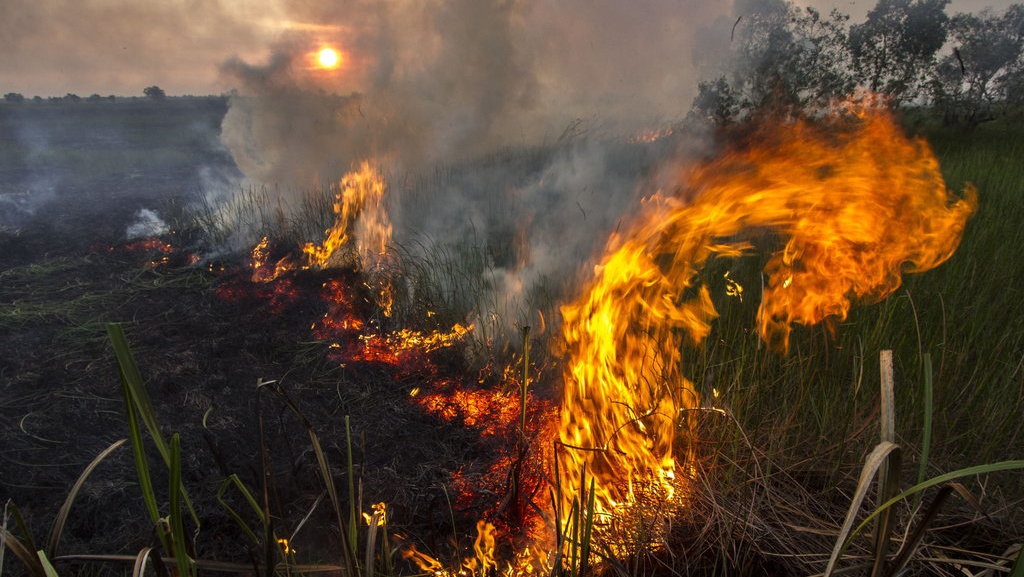 Gagal Fokus Jokowi Memilih Isu Lingkungan pada Pidato Kenegaraan Gagal Fokus Jokowi Memilih Isu Lingkungan pada Pidato Kenegaraan