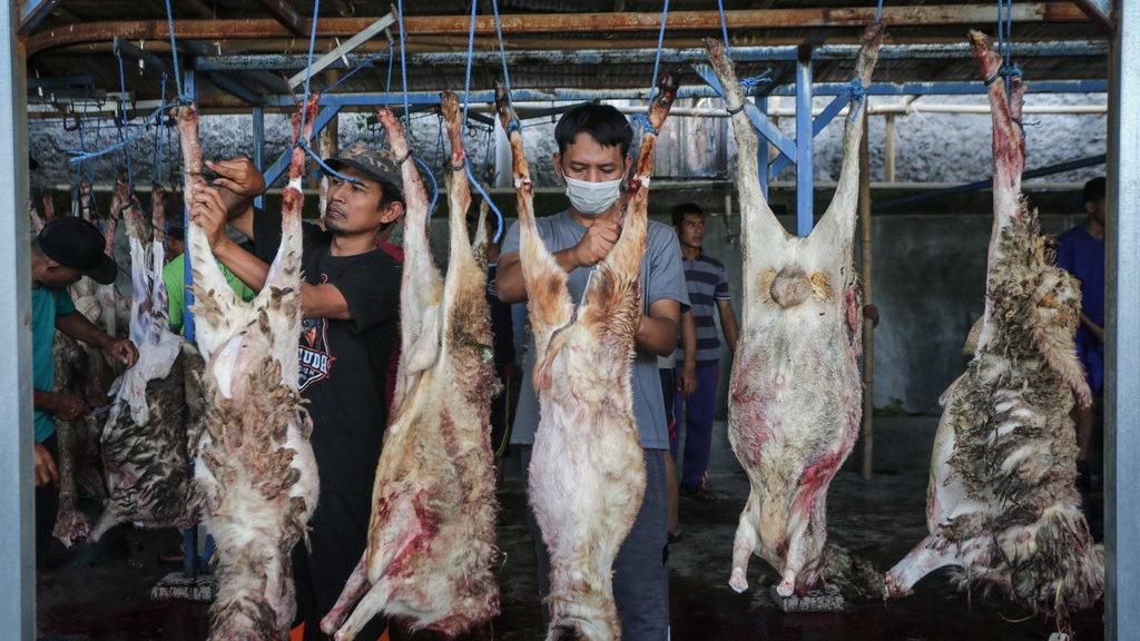 Hukum Menyembelih Hewan Kurban pada Malam Hari Hukum Menyembelih Hewan Kurban pada Malam Hari