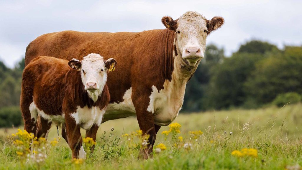 Fakta-fakta & Penyebab Anjloknya Harga Sapi Australia