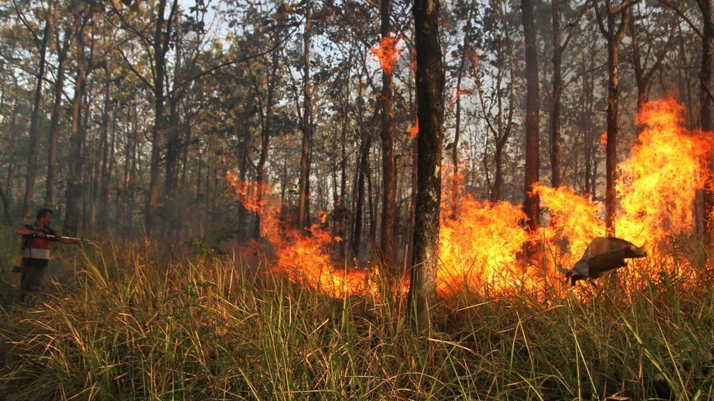 Upaya Mitigasi Potensi Karhutla Meningkat Jelang Puncak El Nino Upaya Mitigasi Potensi Karhutla Meningkat Jelang Puncak El Nino