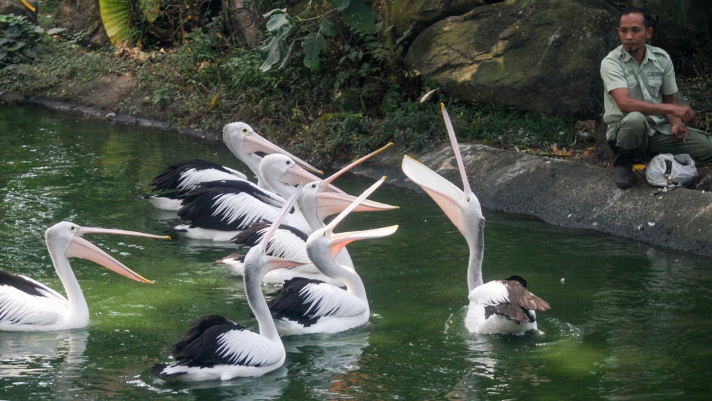 Promo HUT RI ke-78 Tiket Taman Safari Terbaru Agustus 2023