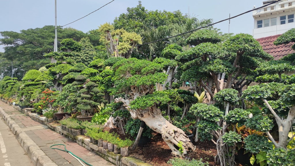 Pedagang Tanaman Hias Mengeluh: Sepi Peminat, Omzet Anjlok