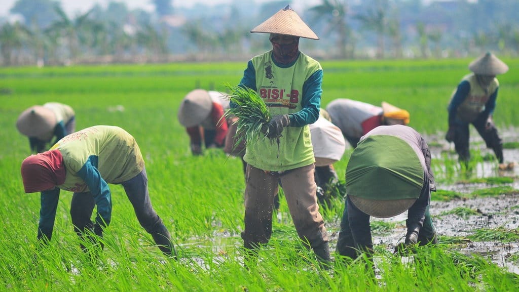 Nilai Tukar Petani Agustus 2024 Naik 0,20 Persen Jadi 119,85 Nilai Tukar Petani Agustus 2024 Naik 0,20 Persen Jadi 119,85