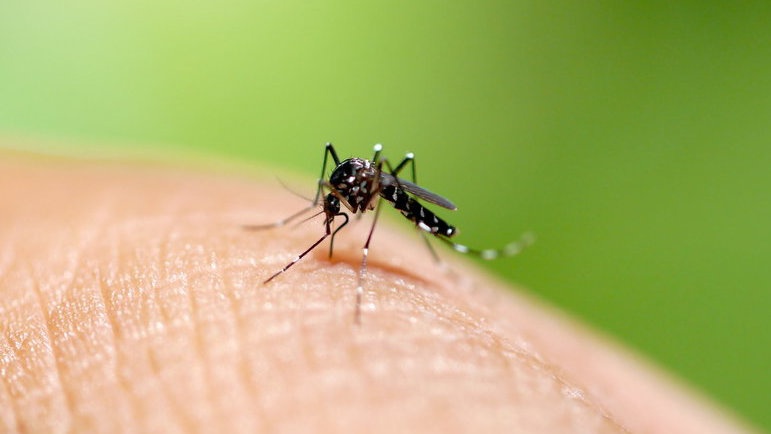 Apa Itu Nyamuk Wolbachia, Kaitannya dengan Firasat Wirang Birawa