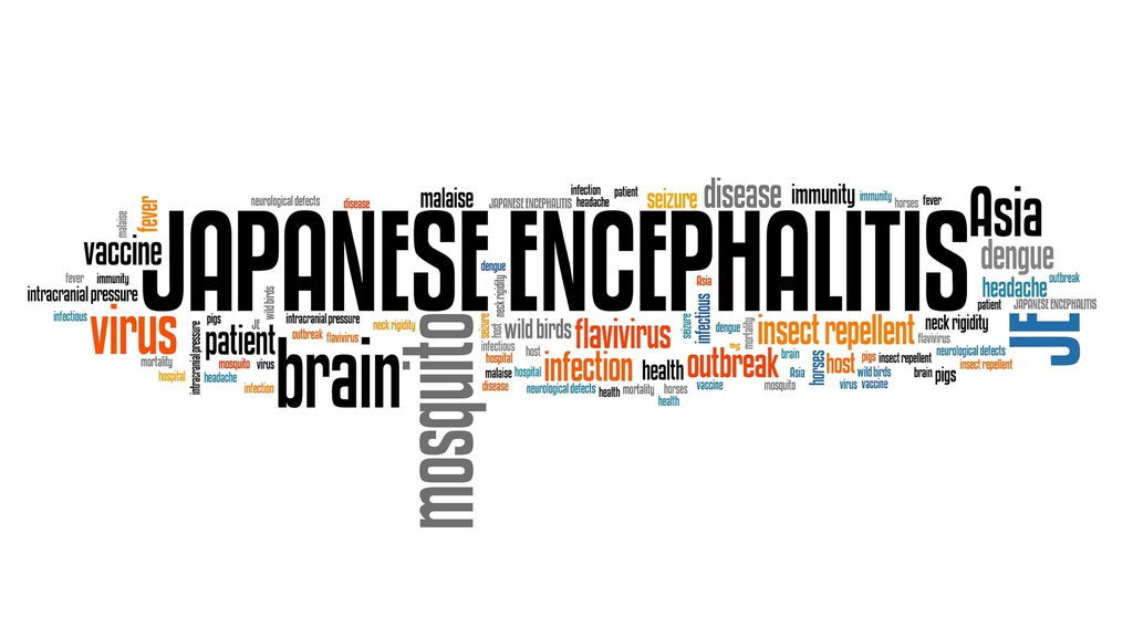 Cara Alami Cegah Nyamuk Culex Penyebab Japanese Encephalitis Cara Alami Cegah Nyamuk Culex Penyebab Japanese Encephalitis