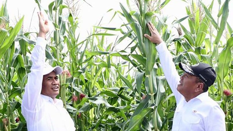 Pemerintah Akan Kembangkan Food Estate di NTT, Papua, dan Sumsel Pemerintah Akan Kembangkan Food Estate di NTT, Papua, dan Sumsel