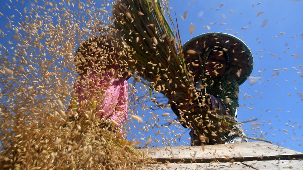 Gagal Panen Bukan Soal Iklim, tapi Minim Pupuk & Konversi Lahan