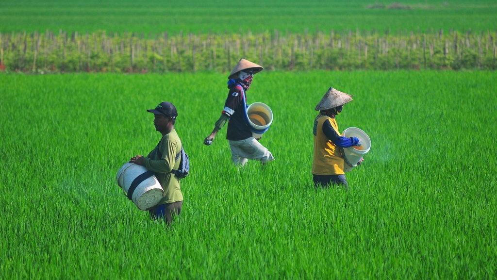 Bisakah Perubahan Iklim Mempengaruhi Produksi Beras?