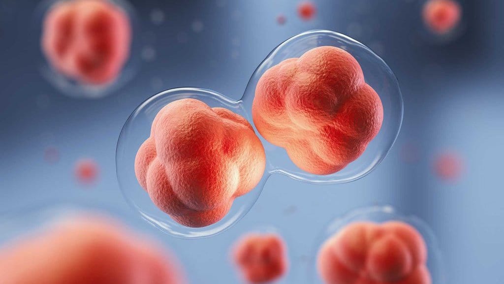 Perbedaan Amitosis, Mitosis, dan Meiosis, dalam Pembelahan Sel Perbedaan Amitosis, Mitosis, dan Meiosis, dalam Pembelahan Sel