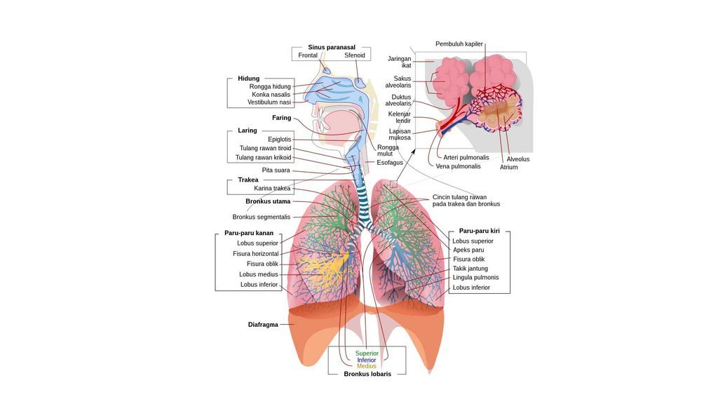 Urutan Sistem Pernapasan Manusia Yang Benar, Organ dan Fungsinya Urutan Sistem Pernapasan Manusia Yang Benar, Organ dan Fungsinya