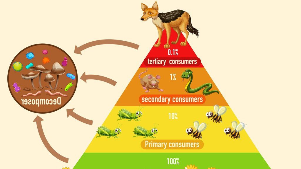 Pengertian Piramida Ekologi, Fungsi, Jenis, dan Contohnya Pengertian Piramida Ekologi, Fungsi, Jenis, dan Contohnya
