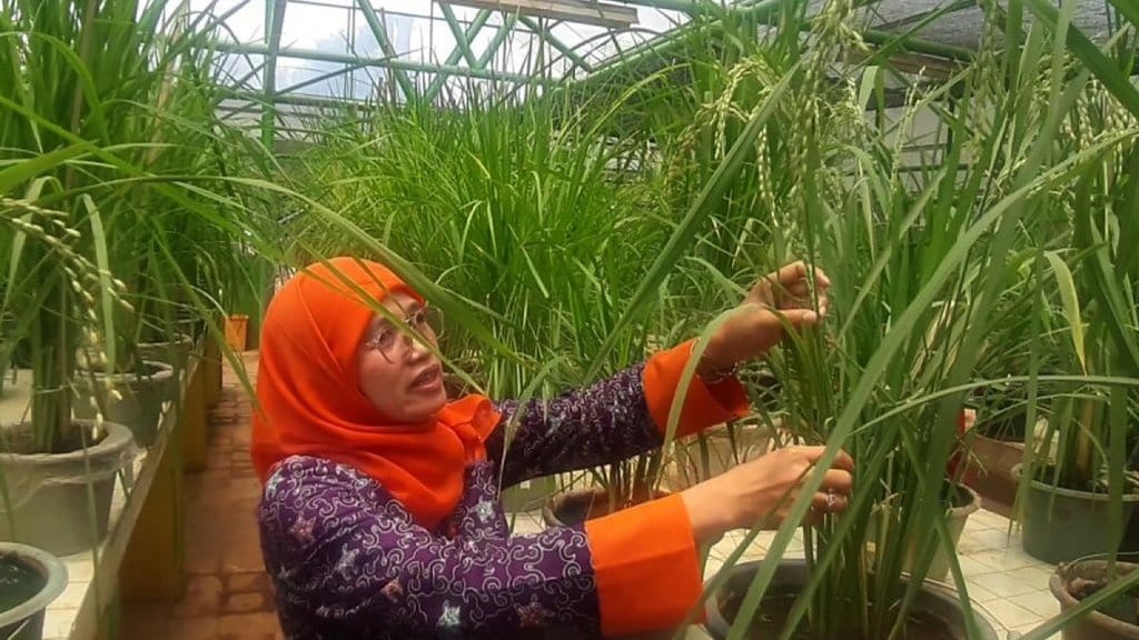 Padi Gogo di Lahan Sawit Solusi Kedaulatan Pangan? Riset Dulu