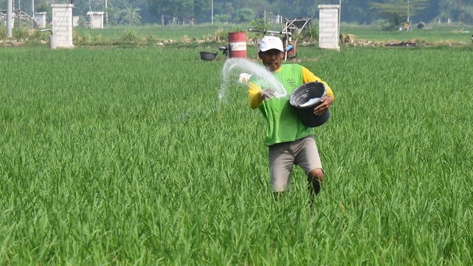 INDEF Catat Produksi Sektor Pertanian Terus Alami Penurunan INDEF Catat Produksi Sektor Pertanian Terus Alami Penurunan