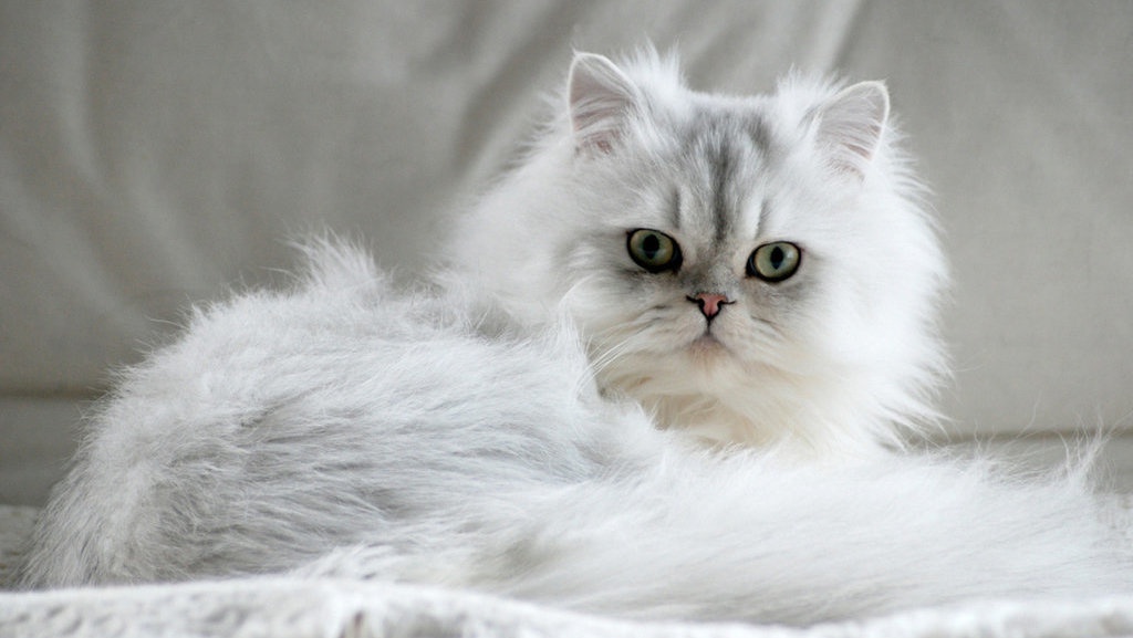 10 Cara Merawat Kucing Anggora agar Tetap Sehat dan Bersih