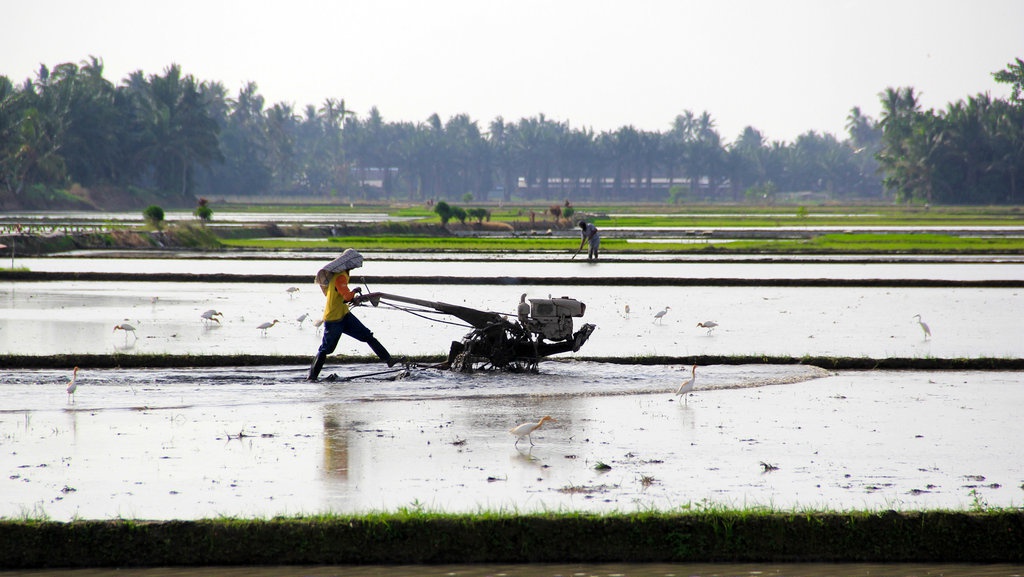 Bapanas: Kunci Ketahanan Pangan Ada di Petani, Bukan Impor