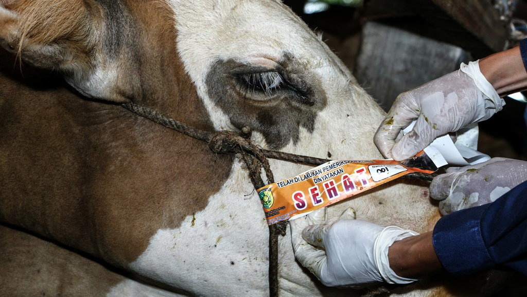 Harga Kambing dan Sapi Kurban 2025 Aceh dan Lampung Harga Kambing dan Sapi Kurban 2025 Aceh dan Lampung