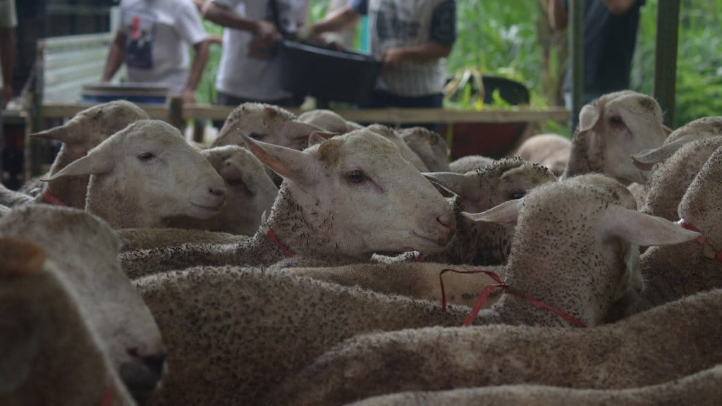 Bolehkah Berkurban dengan Kartu Kredit dan Dicicil? Bolehkah Berkurban dengan Kartu Kredit dan Dicicil?