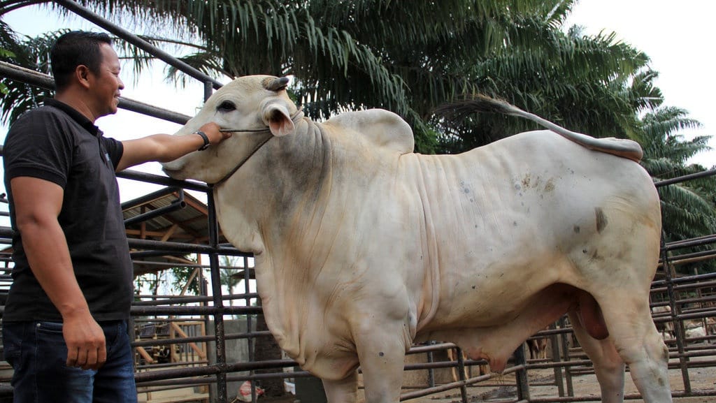 Benarkah Menyiarkan Nama Orang yang Berkurban Termasuk Riya?