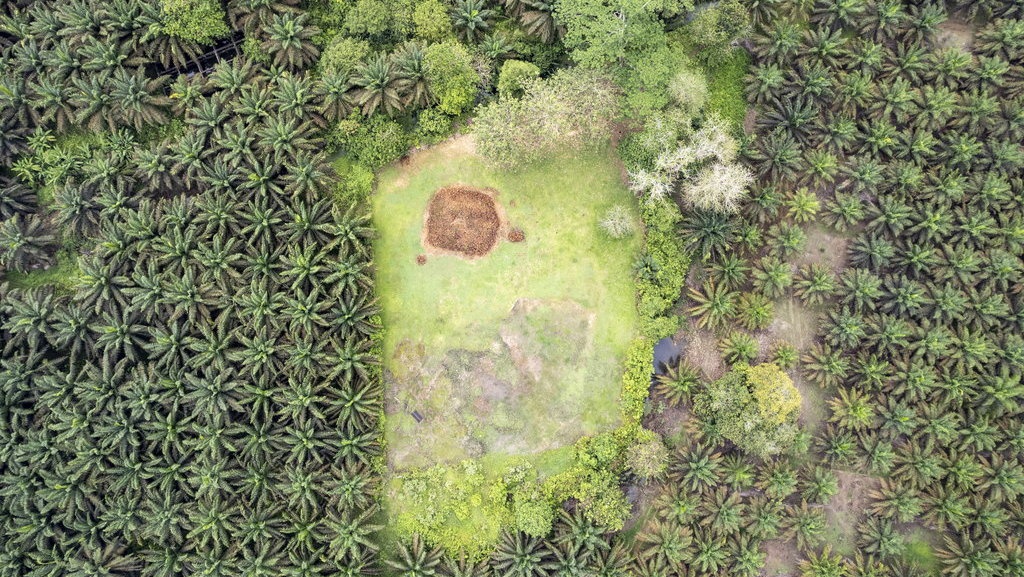 Industri Sawit Beri Kontribusi Rp88,7 Triliun ke Kas Negara Industri Sawit Beri Kontribusi Rp88,7 Triliun ke Kas Negara