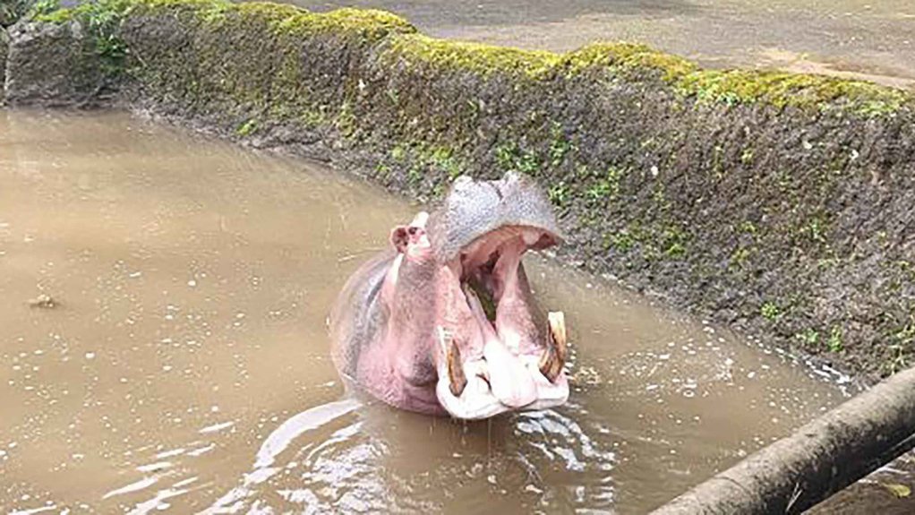 Beri Sampah ke Kuda Nil, Pengunjung Taman Safari Terancam Sanksi Beri Sampah ke Kuda Nil, Pengunjung Taman Safari Terancam Sanksi