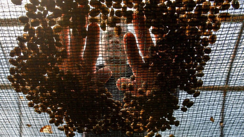 Aroma Kopi Puntang yang Mendunia Aroma Kopi Puntang yang Mendunia